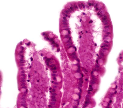 <p>What tissue is this?</p>