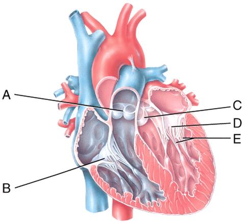 <p><span>In the diagram, which labeled structure is the pulmonary semilunar valve?</span><br></p>