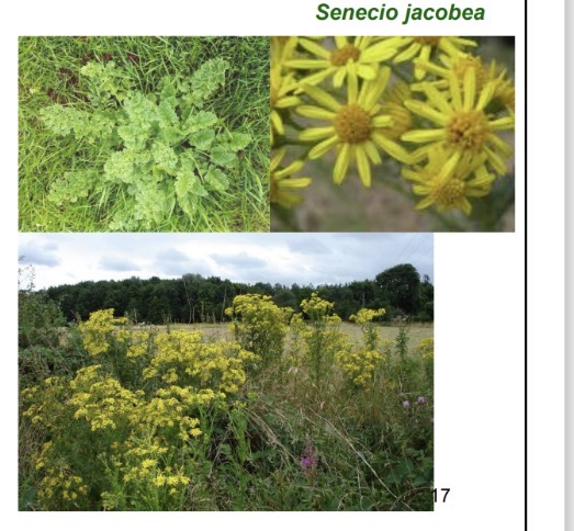 <p>pyrrolizidine alkalosis - other name </p>