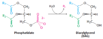 <p>1st step of triacylglycerol synthesis</p>