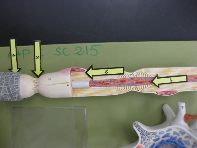 <p>Identify 1, 2, 3, and 4?</p><p>Lab Image 10-3</p>