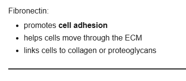 <p>promotes cell adhesion, helps cells move through the ECM, links cells to collagen or proteoglycans</p>