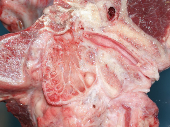 <ul><li><p>Tympanic membrane</p></li><li><p>Tympanic cavity</p><ul><li><p>Air-filled</p></li><li><p>Surrounded by bone</p></li><li><p>Communicates with the pharynx via the auditory tube</p></li></ul></li><li><p>Auditory tube</p><ul><li><p>Allows migration of infectious organisms</p></li></ul></li><li><p>Guttural pouches in horses</p><ul><li><p>Enlarged diverticula of the auditory tube</p></li></ul></li></ul><p></p>