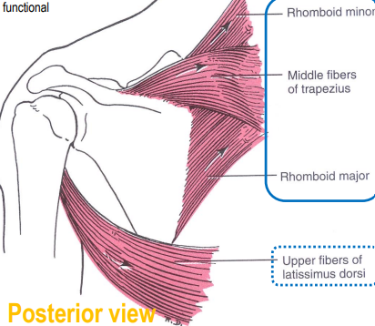 <ul><li><p>rhomboid minor</p></li><li><p>trapezius (middle fibers)</p></li><li><p>rhomboid major </p></li><li><p>latissimus dorsi (upper fibers)</p></li></ul><p></p>