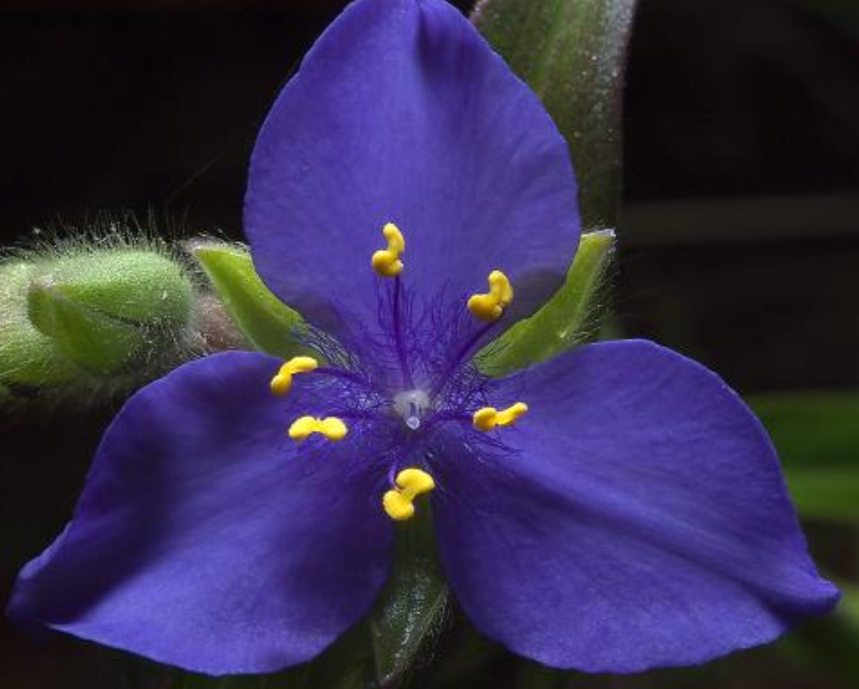 <p>What kind of</p><p class="p1">symmetry does</p><p class="p1">this flower have?</p>