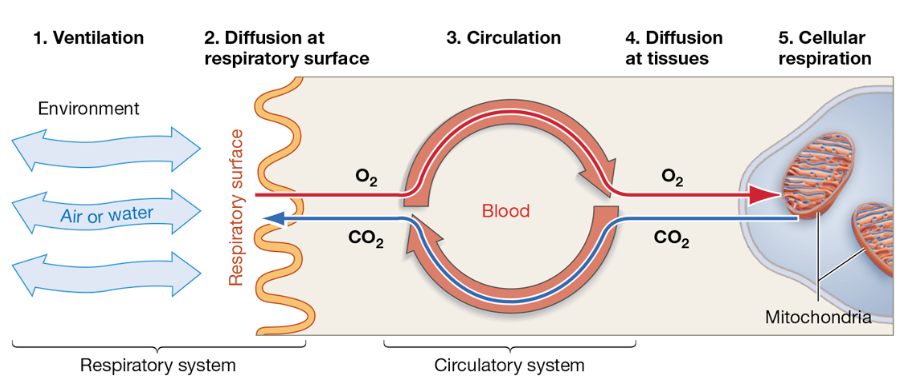 <p>Five Steps of Gas Exchange from Environment → Cells</p>