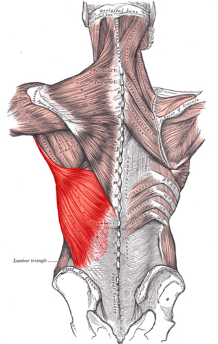 <p>Floor of intertubercular sulcus of humerus</p>