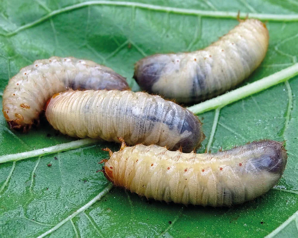 <p class="eb-content-block medium ng-star-inserted" style="text-align: center;"><span style="line-height: inherit;">de vorm die een dier heeft voordat het een metamorfose ondergaat</span></p>