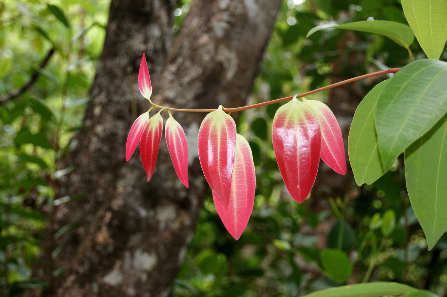<p><strong>Common name</strong>: Ceylon Cinnamon, “True Cinnamon”</p><p><strong>Part used</strong>: <span style="font-family: "Helvetica Neue", sans-serif;">Dried bark; bark oil</span></p><p><strong>Uses</strong>: <strong>Carminative</strong>, germicide</p><p><strong>Constituents</strong>: <strong>Cinnamaldehyde (phenylpropanoid)</strong>, <strong>eugenol (monoterpene)</strong>; pinene (hydrocarbons)</p>