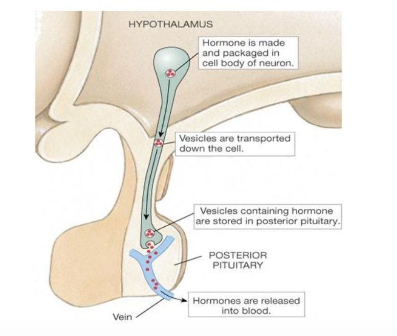 <p>oxytocin and vasopressin/antidiuretic hormone (ADH)</p>