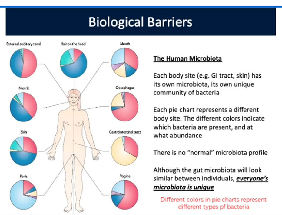 <p>Biological Barriers</p>