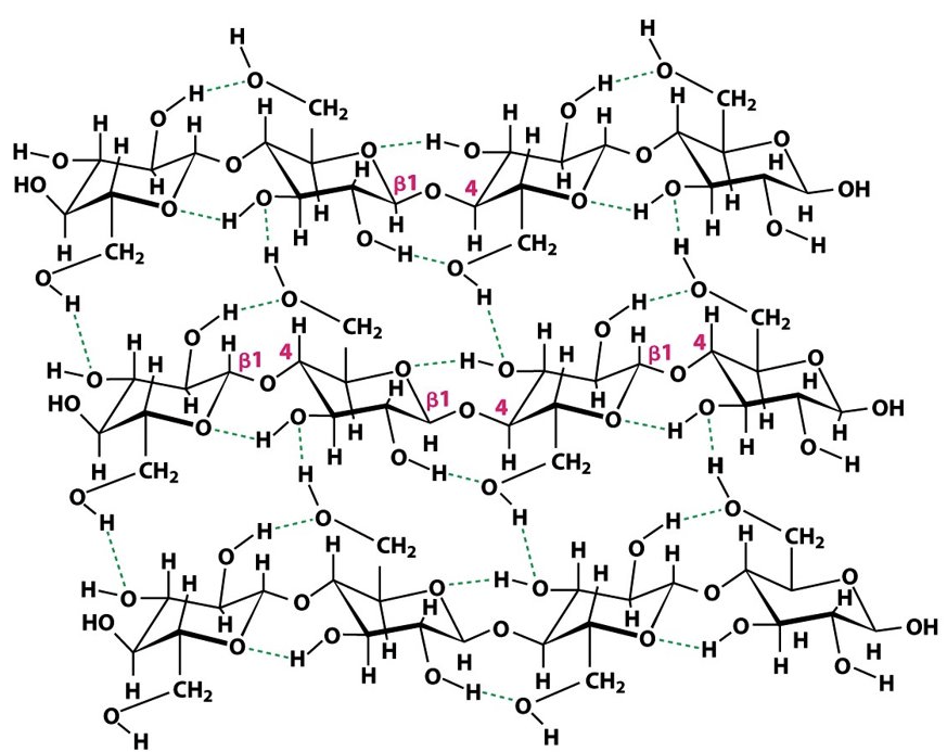 <p>Identify the following structures: (glycogen/cellulose, branched/unbranched)</p>