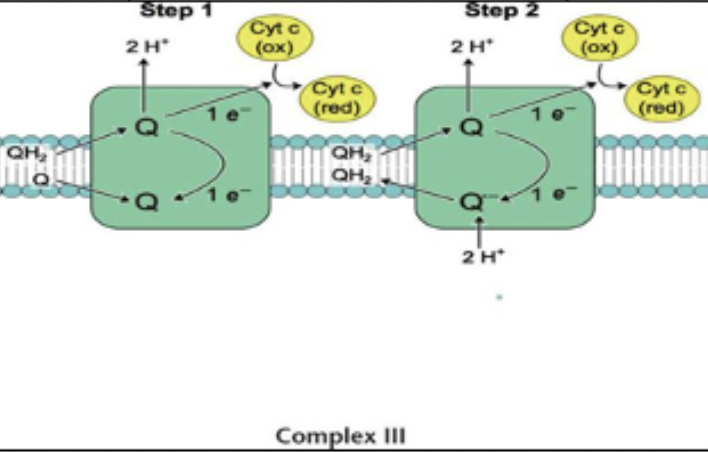 <p>e- from CoQH2 to cytochrome c; pumps 4 protons</p>