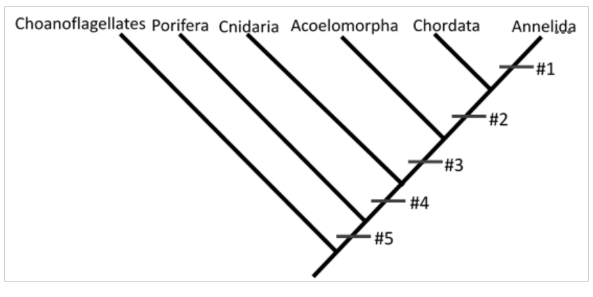 <p><span>Use the following cladogram to match each characteristic to its appropriate tick mark based upon the phyla present.</span></p>