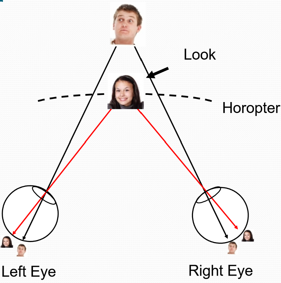 <p>objects IN FRONT of the fixated image also occur on opposing sides of the retina in each eye</p><p>(outside the fixated image)</p>