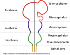 <p>metencephalon and the myelencephalon</p>
