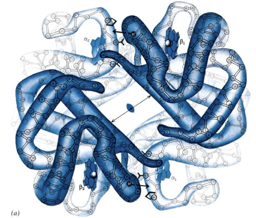<p>The low affinity conformation of hemoglobin with a large central cavity, present in the deoxy form of hemoglobin when O2 binding is low</p>