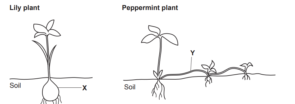 <p>name structure X and outline how a gardener could produce many cloned plants from structure X.</p><p>name structure Y</p>