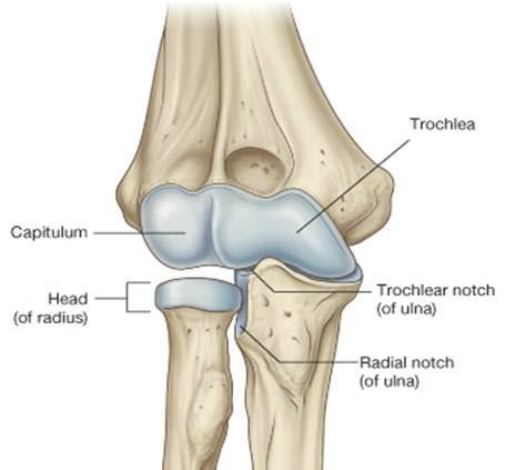 <p>humeroulnar joint</p>