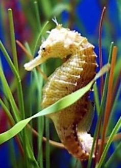 <p><strong>Adaptation: </strong>The tail of this seahorse is used to hold onto ______ or ______.</p>