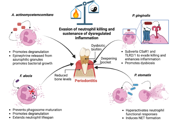 <ul><li><p>neutrophil mechanisms may be manipulated/subverted by pathobionts so the tissue can be further invaded and for inflammation to be perpetuated - so we get an increase in pathobionts and breakdown of tissues - leading to nutrients and more space for colonisation </p></li><li><p><strong>read slide</strong></p></li></ul><p></p>
