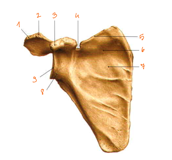 <p>8?</p>