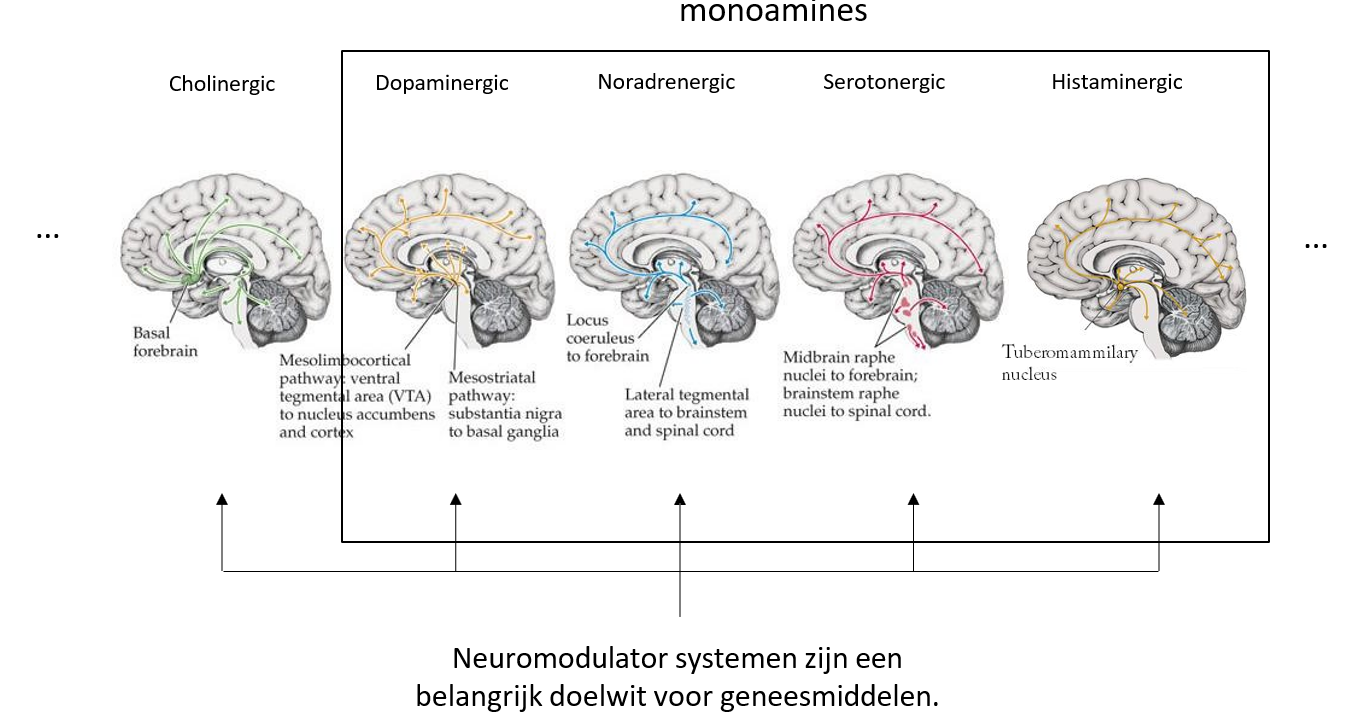 <p>Netwerken, hersenactiviteit niet statisch → hoe switchen van ene naar andere brain state?</p><p><strong>Neuromodulator systemen</strong>: coördineren netwerkactiviteit door projecties vanuit specifieke hersenkernen naar andere & meer verspreide hersendelen</p><ul><li><p>NT vrijgesteld door ARAS systeem → invloed op activiteit in verschillende ver uit elkaar gelegen hersendelen & (gebrek aan) correlatie tussen deze delen</p></li><li><p>belangrijk doelwit voor geneesmiddelen</p></li></ul><p></p>