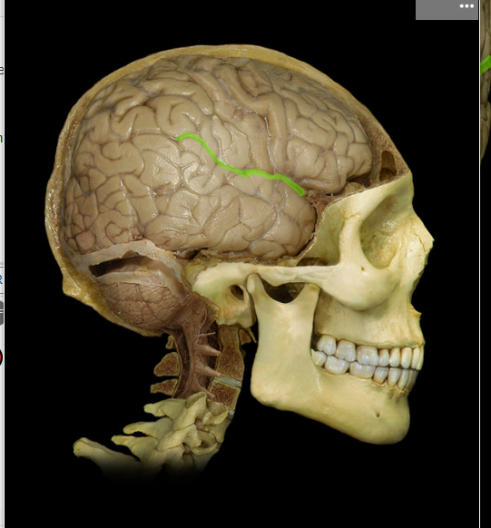<p><span>Lateral sulcus</span></p>
