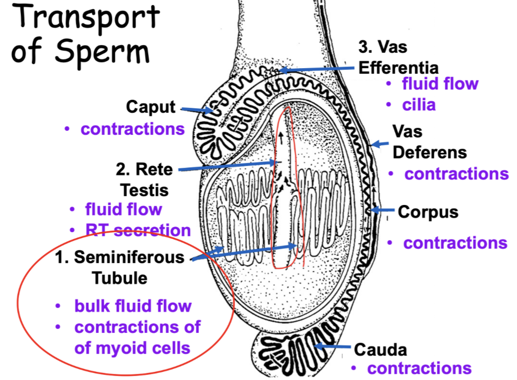 <ol><li><p>Seminiferous tubule (made here)</p></li><li><p>Moves to rete testis via bulk fluid flow</p></li><li><p>Goes into vas efferentia via fluid flow and cilia</p><ol><li><p>Where water gets reabsorbed, sperm gets concentrated in cauda, smooth muscle contractions used to move it up to vas deferens</p></li></ol></li><li><p>Moves through caput through smooth muscle contractions</p></li><li><p>Moves down corpus via contractions</p></li><li><p>Stored temporarily in cauda, moved through contractions</p></li><li><p>From cauda to vas deferens via peristalsis </p></li></ol><p></p>