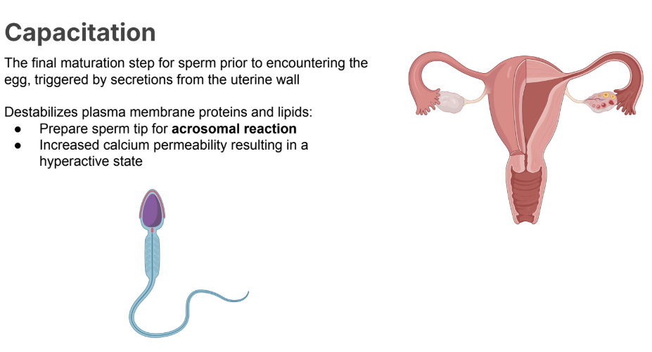 <p>The final maturation step for sperm prior to encountering the egg, <strong>triggered </strong>by <strong>secretions from the uterine wall</strong></p><p></p><ul><li><p>Destabilizes <strong>plasma membrane proteins </strong>and <strong>lipids</strong>:</p></li><li><p>Prepare sperm tip for <strong>acrosomal reaction</strong></p></li><li><p>Increased <strong>calcium </strong>permeability resulting in a <strong>hyperactive state</strong></p></li></ul><p></p><p>MORE CALCIUM MEANS MORE FAST YIPEE</p><p></p>