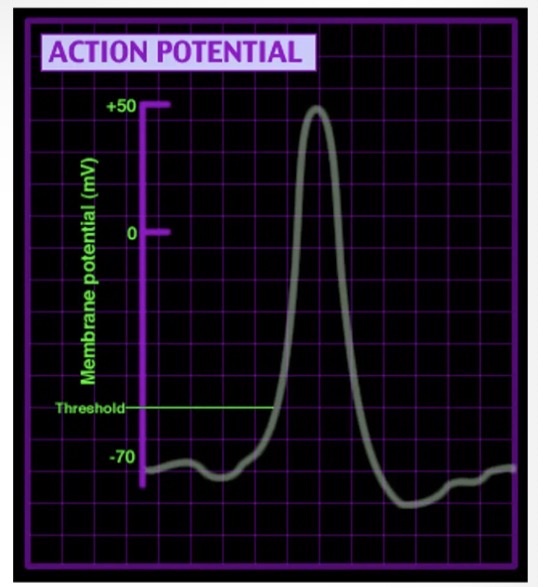 <ul><li><p>Resting membrane potential is restored as the Kt voltage gated channels close and the sodium potassium pump and original K+ ion channels work to restore resting membrane potential.</p></li></ul><p></p>