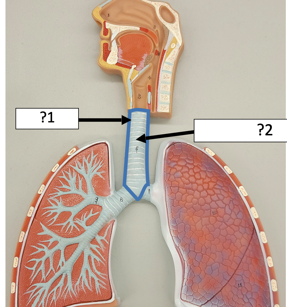 <p>2 Name the structure? </p>