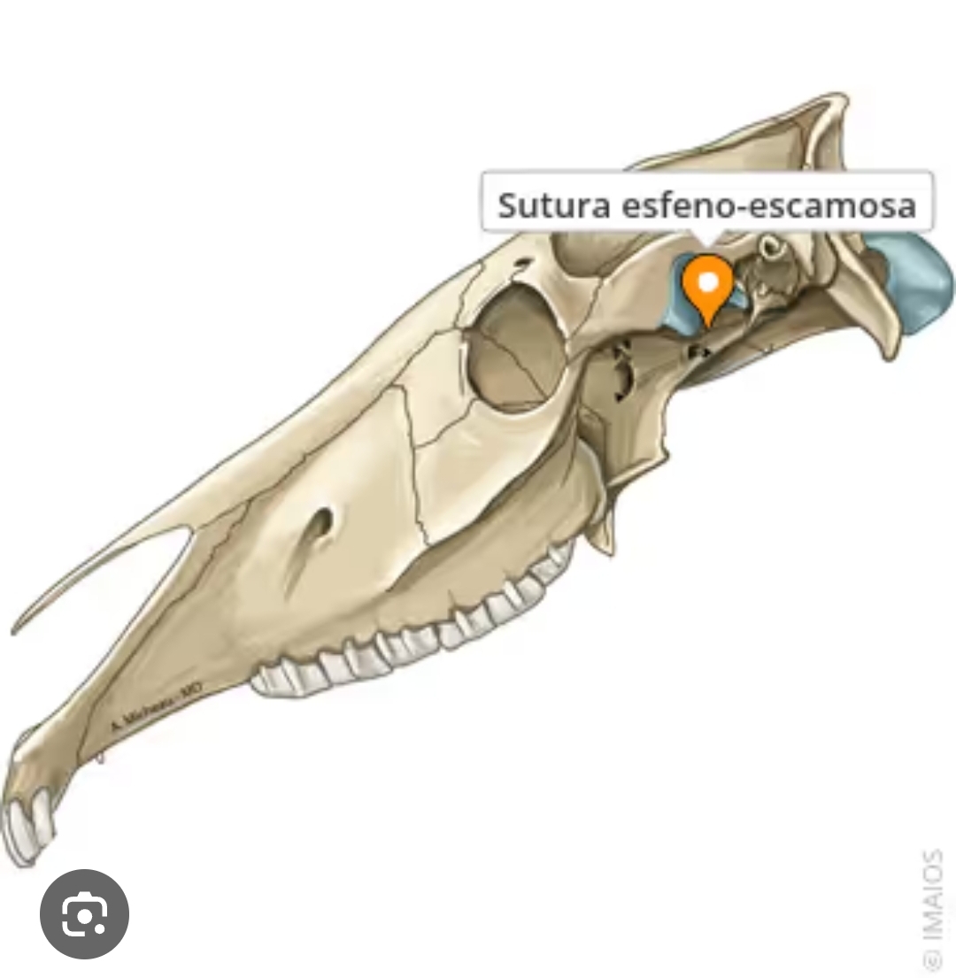 <p>sutura esfeno-escamosa</p>