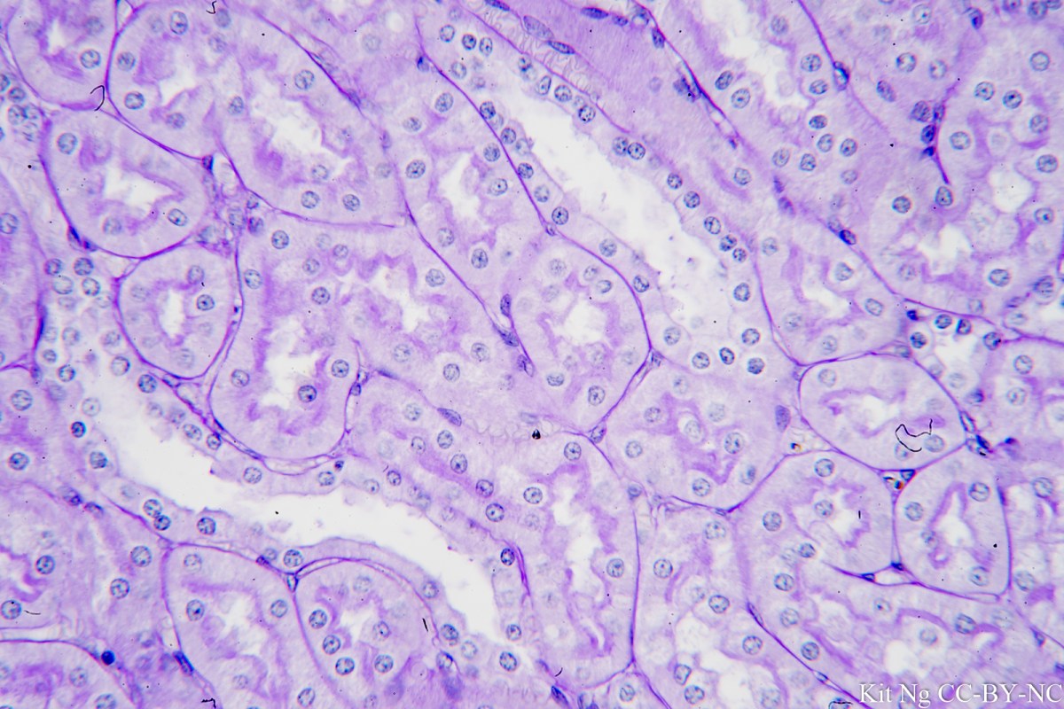 <p>Square shape, secrete products in glands and ducts, look for them surrounding follicles and glands</p>