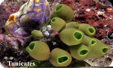 <p>What is the subphylum </p>