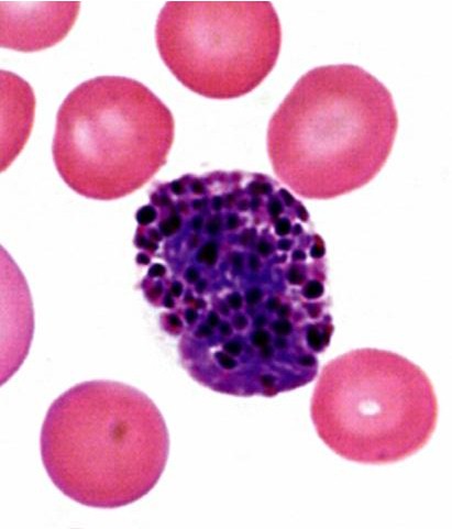 <p>Identifica el tejido y las células presentes</p>