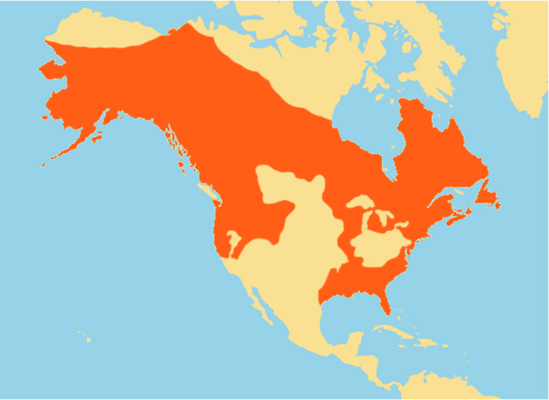 <p>North American river otter</p><p>fish, amphibians, turtles, crayfish</p><p>water bodies in woods</p><p>sensitive to pollutants</p>
