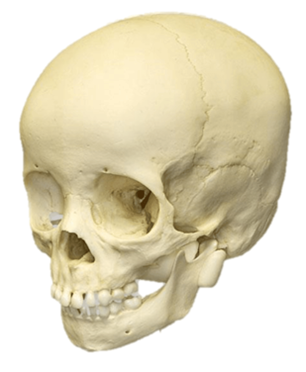 <p>{TYPE OF SKULL}</p>