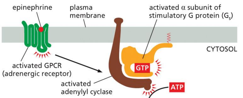 <p>Adenylyl cyclase enzyme is activated by the binding of Gsa-GTP</p><ul><li><p>ATP is converted to cAMP</p></li></ul><p></p>