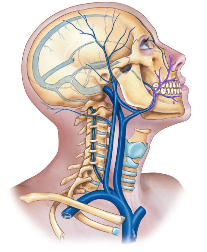 <p>diagram</p>
