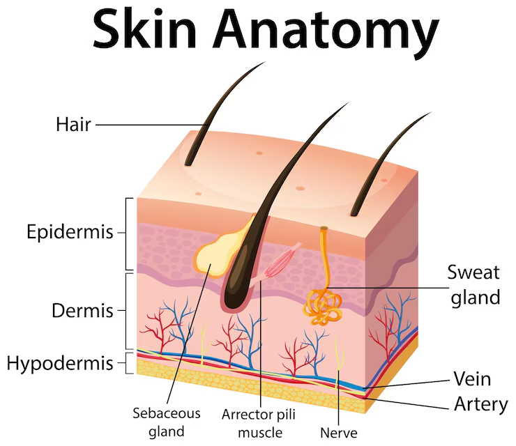 <p>thick middle layer of skin located directly beneath the epidermis and above the subcutaneous hypodermis layer</p>
