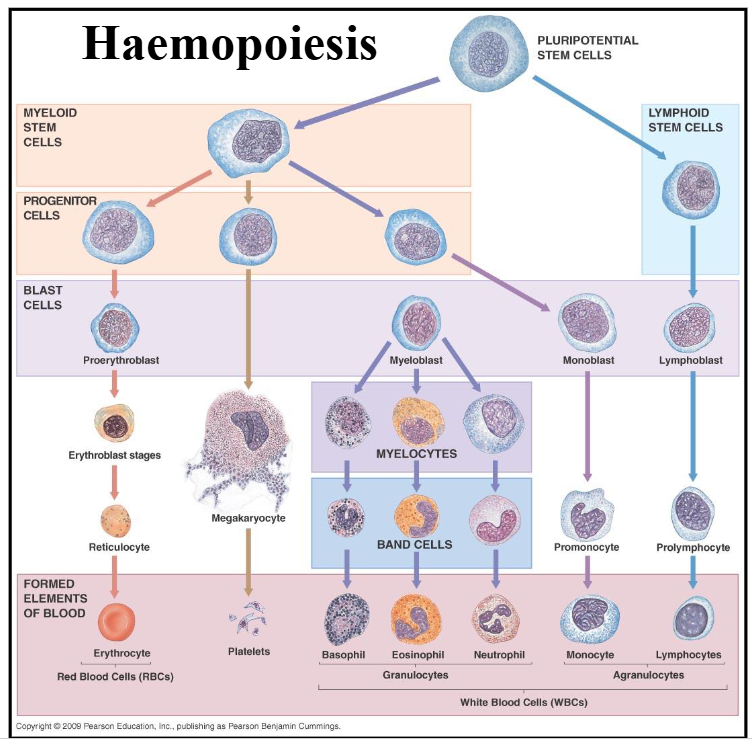 <p>1. Haemopoiesis</p>