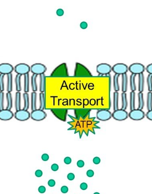 <p>What is active transport</p>