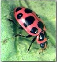 <p>Identify the insect, <strong>order</strong>, and mouthparts</p>