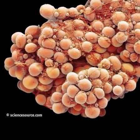 <p>What kind of human cell is this?</p>