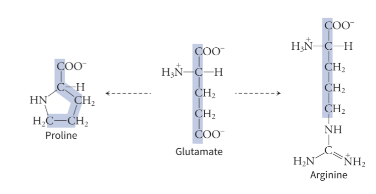 <p>is a starting molecule for arginine and proline - has the same 5 carbon chain </p>