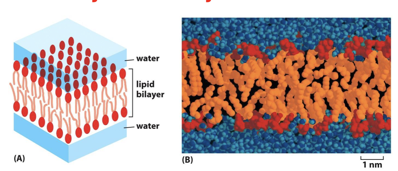<p>amphipatic molecules spontaneously form a bilayer in water (assemble feet-to-feet)</p>