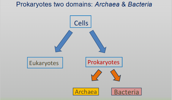 <ul><li><p>Bacteria</p></li><li><p>Archaea</p></li></ul><p></p>