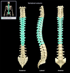 <p>T1-T12; connects to thoracic cage</p>