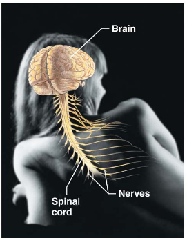 <p>Brain, spinal cord, and nerves.</p>